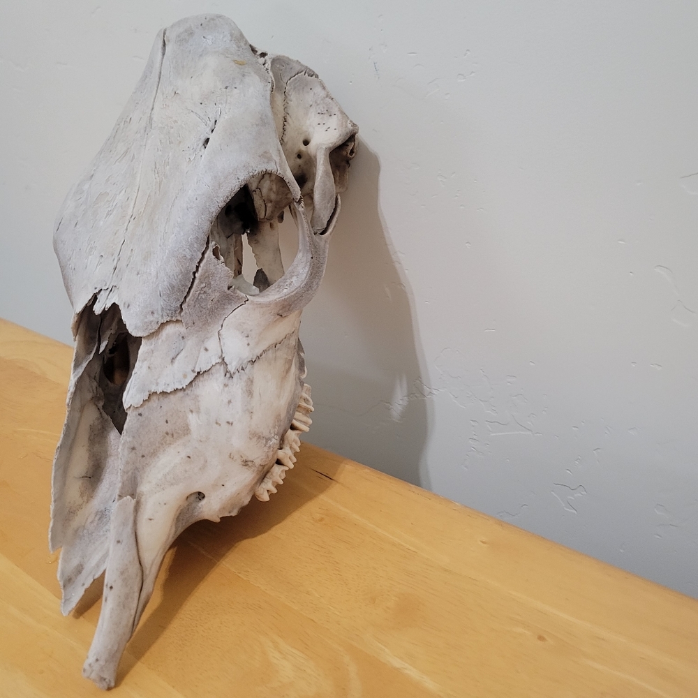 🆕Festive  Cow Taxidermy Western Authentic Skull